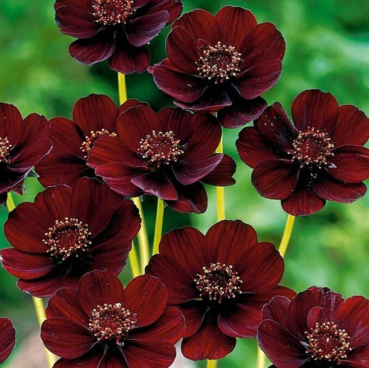 50Pcs Rare Chocolate Flowers Seeds Cosmos Bonsai