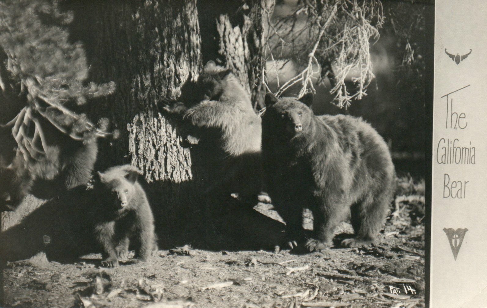 The California Bear Grizzly Bear Family Wild Animal Real Photo Poster painting RPPC Postcard