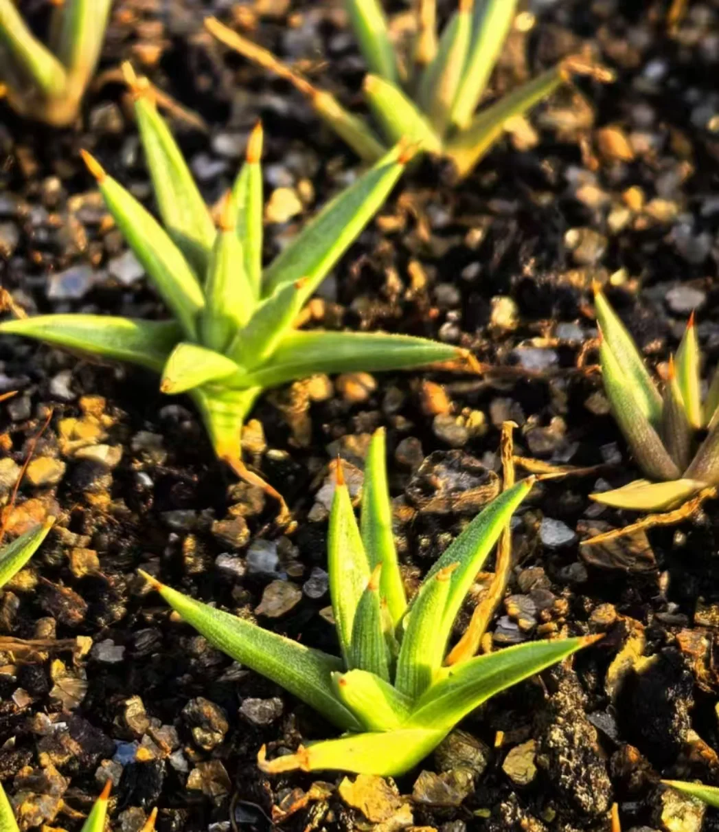 plant Aeonium Echeveria Haworthia  Caudex  Lithops Cactus  Agave 