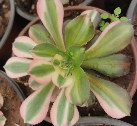 plant Aeonium Echeveria Haworthia  Caudex  Lithops Cactus  Agave 