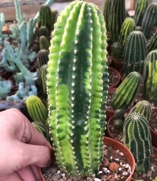 plant Aeonium Echeveria Haworthia  Caudex  Lithops Cactus  Agave 