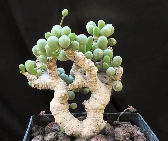 plant Aeonium Echeveria Haworthia  Caudex  Lithops Cactus  Agave 