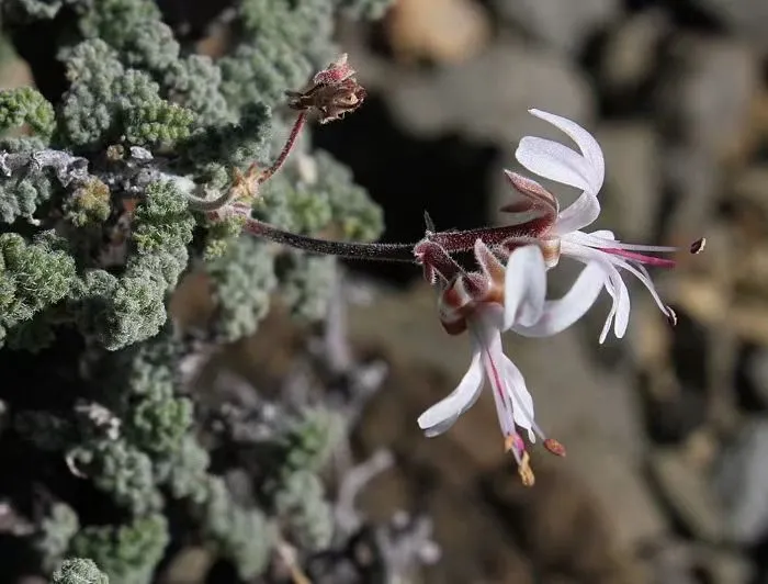 plant Aeonium Echeveria Haworthia  Caudex  Lithops Cactus  Agave 