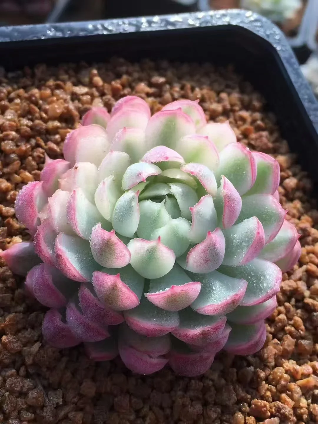 plant Aeonium Echeveria Haworthia  Caudex  Lithops Cactus  Agave 