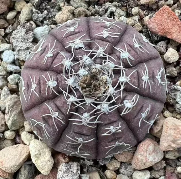 plant Aeonium Echeveria Haworthia  Caudex  Lithops Cactus  Agave 