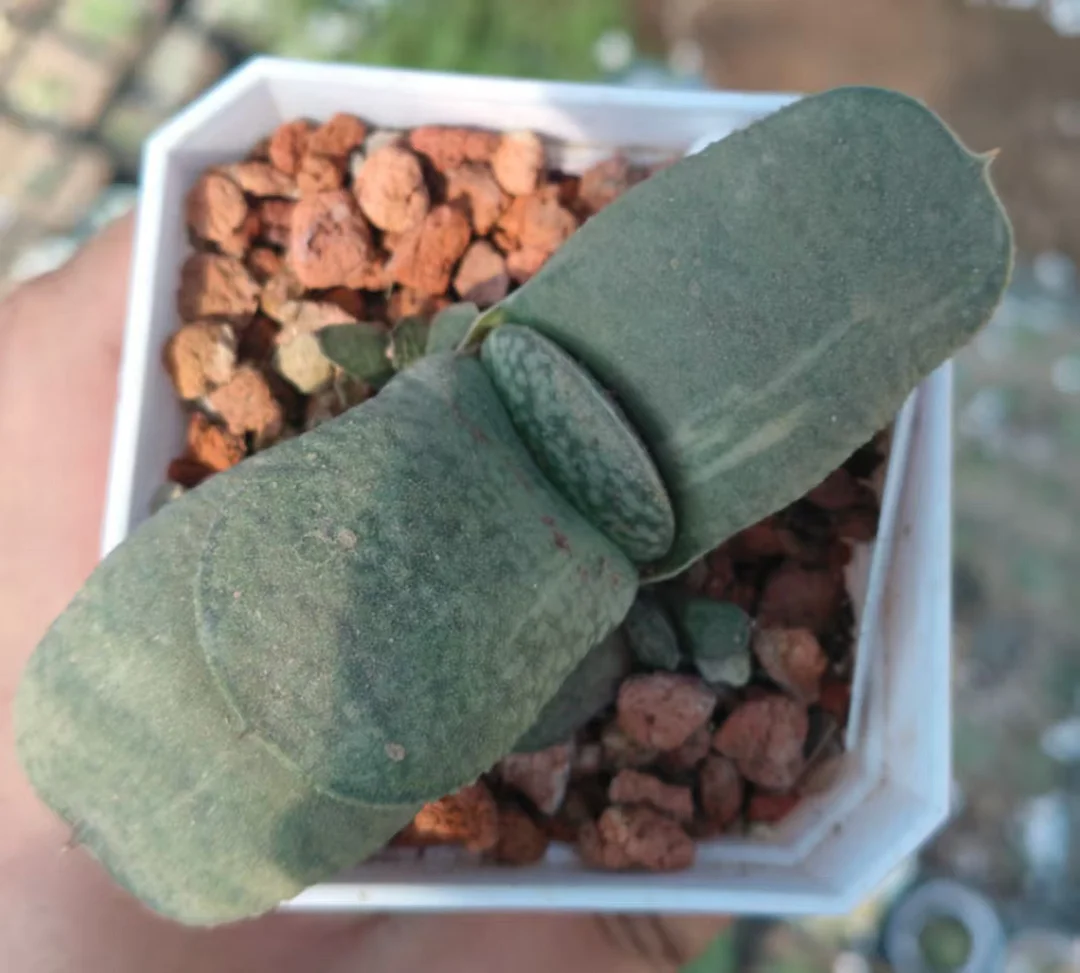 onestock.Gasteriea armstrongii f.variegata Dinosaur 5cm/ Haworthia/ Succulent plants / Garden landscape / Carefully select healthy plants