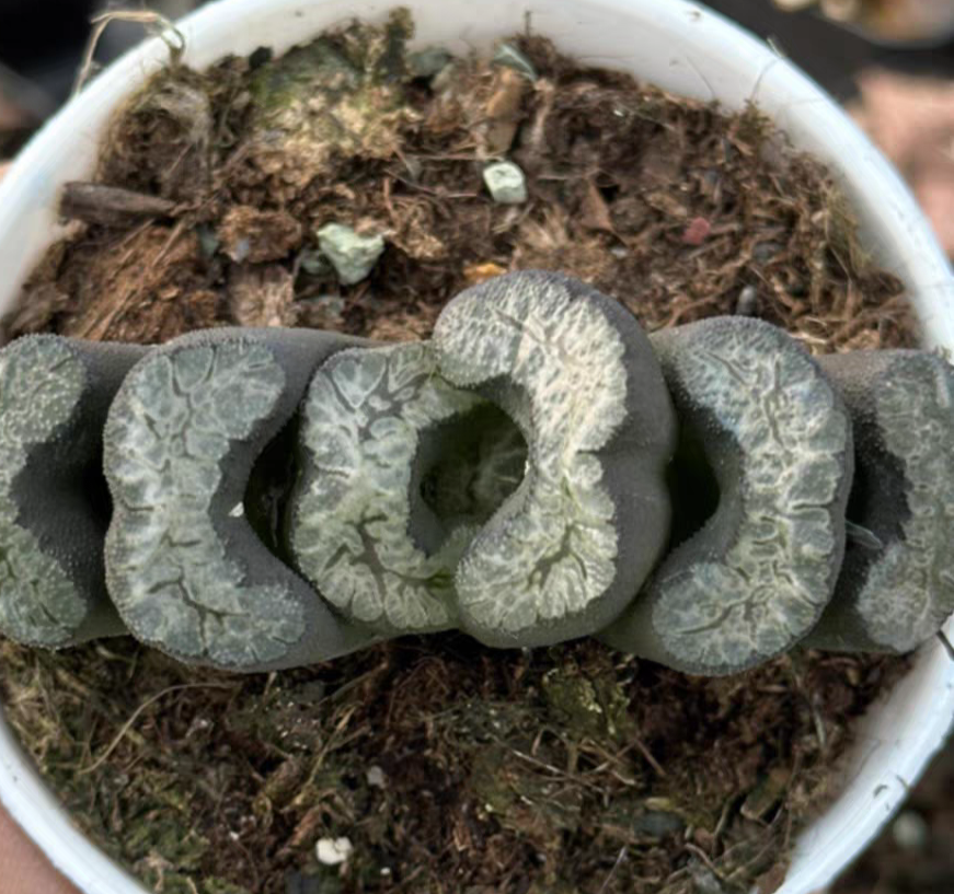 bjbm25.Haworthia truncata Seiryu 5-6cm /Haworthia/ Succulent plants / Garden landscape / Carefully select healthy plants