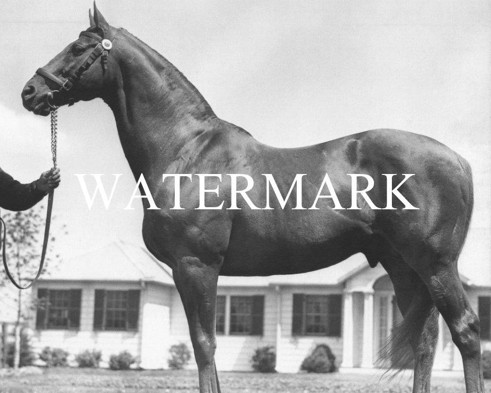 MAN O WAR Vintage Horse Racing Glossy 8 x 10 Photo Poster painting Poster Race Kentucky Man Cave