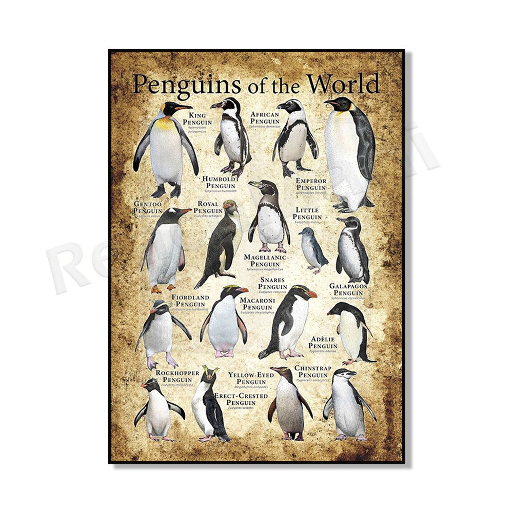 Cotton Tshirt North American Frog, Gecko of the World, Salamander and Salamander, Poison Dart Frog, Kingfisher, Penguin Animal Poster Print t -shirt Tee