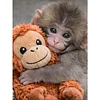 Punch Monkey-Full Round Diamond Painting 30*40CM
