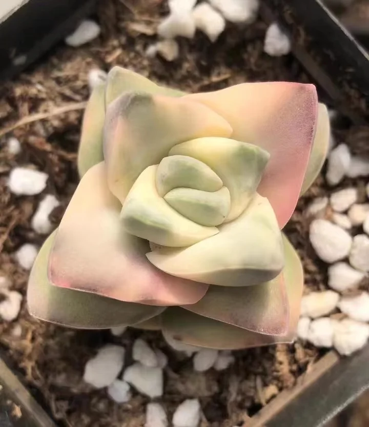 plant Aeonium Echeveria Haworthia  Caudex  Lithops Cactus  Agave 