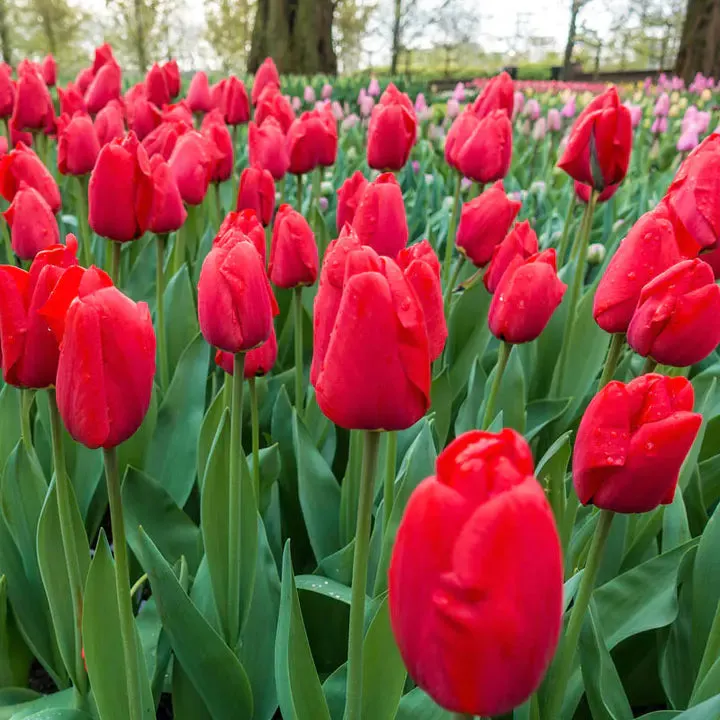 Bonsai Rare Color Tulip Seeds #20
