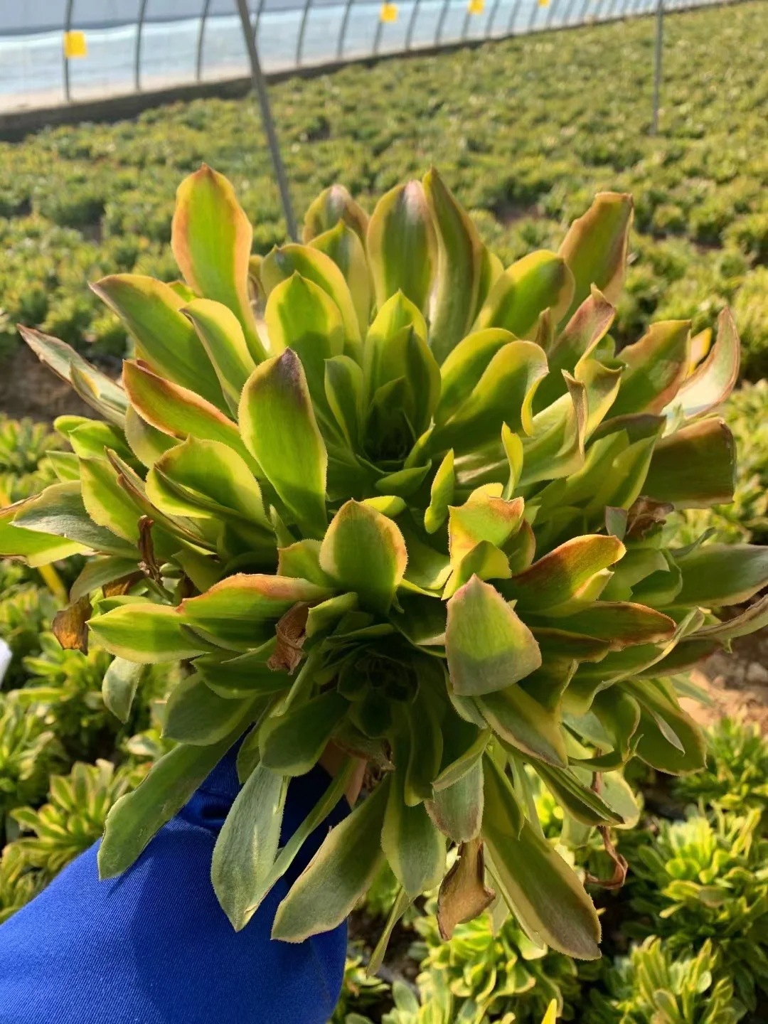 80.  Green lemon cluster 8 heads 15-18cm/ Aeonium / Succulent plants / Garden landscape / Carefully select healthy plants