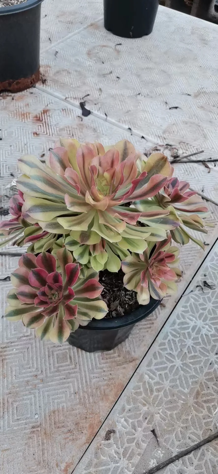 plant Aeonium Echeveria Haworthia  Caudex  Lithops Cactus  Agave 