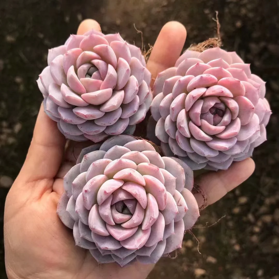 plant Aeonium Echeveria Haworthia  Caudex  Lithops Cactus  Agave 