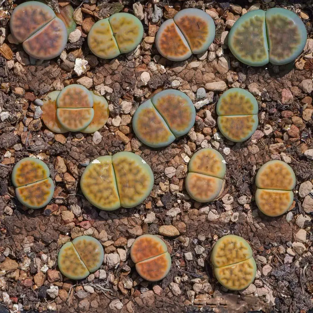 plant Aeonium Echeveria Haworthia  Caudex  Lithops Cactus  Agave 