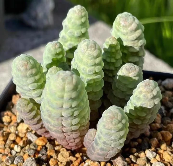 919.Bulbine bruynsii  0.6-1cm/Caudex/Succulent plants/Garden landscape / Carefully select healthy plants