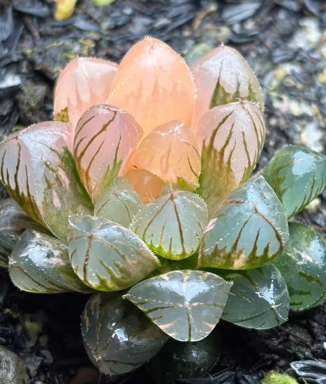 plant Aeonium Echeveria Haworthia  Caudex  Lithops Cactus  Agave 