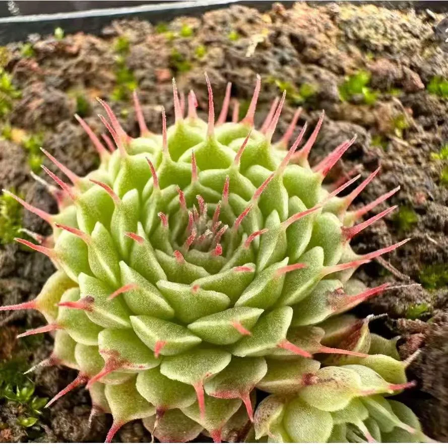 plant Aeonium Echeveria Haworthia  Caudex  Lithops Cactus  Agave 