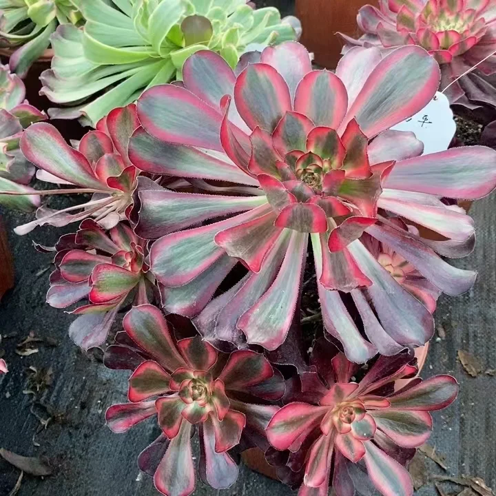 334.   Lina cluster 20-25cm 8 heads / Aeonium cluster / Succulent plants / Garden landscape / Carefully select healthy plants