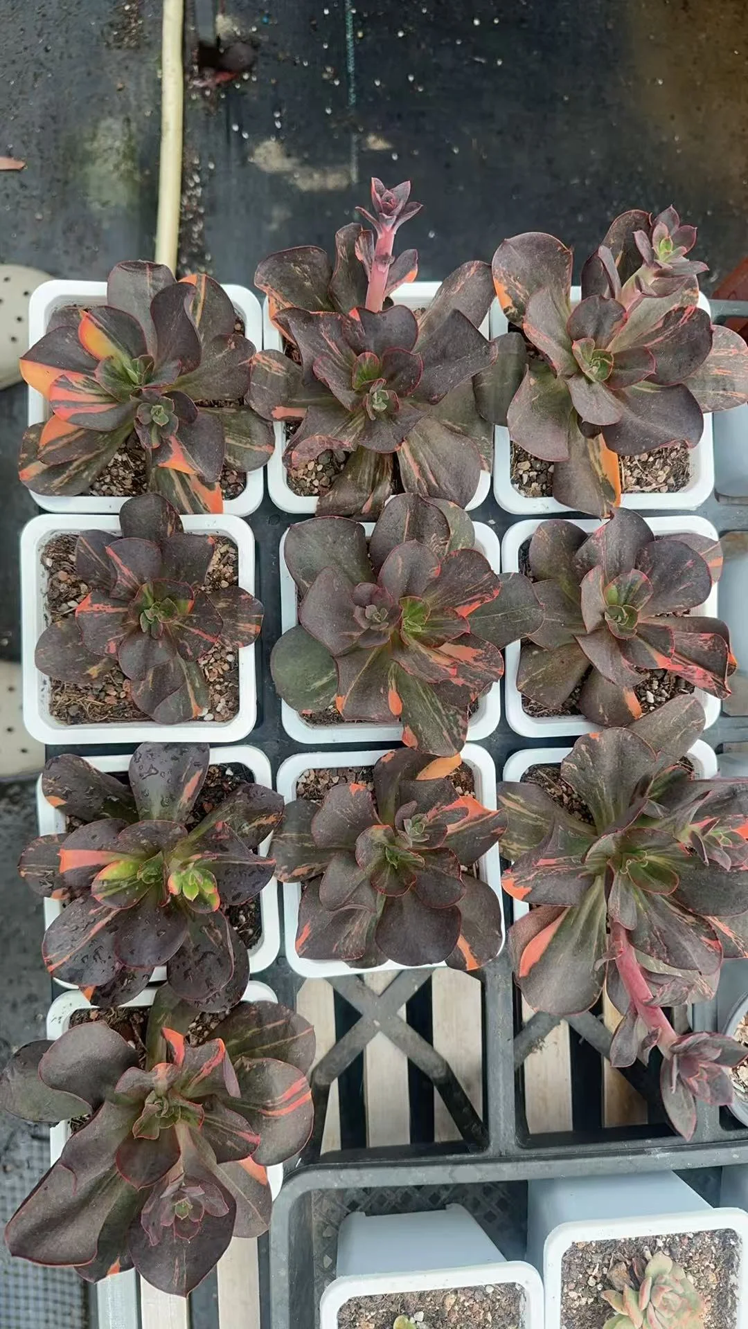 plant Aeonium Echeveria Haworthia  Caudex  Lithops Cactus  Agave 