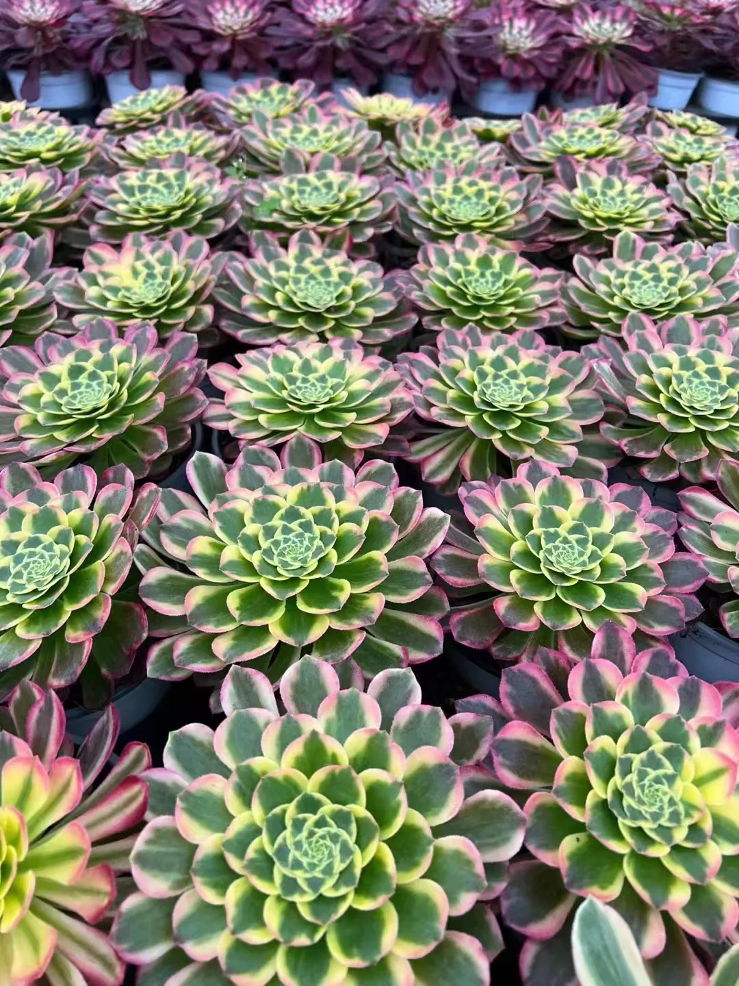 plant Aeonium Echeveria Haworthia  Caudex  Lithops Cactus  Agave 