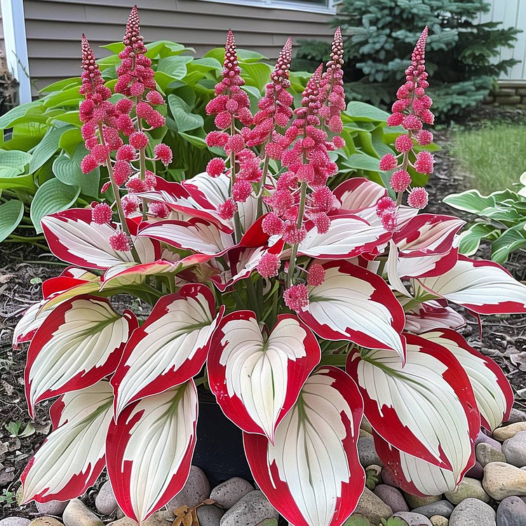 Hosta Seeds-Red and White