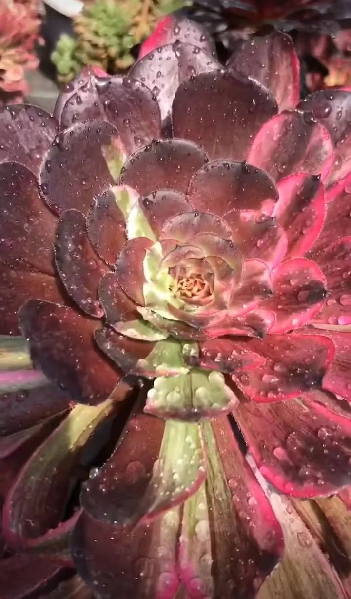 plant Aeonium Echeveria Haworthia  Caudex  Lithops Cactus  Agave 