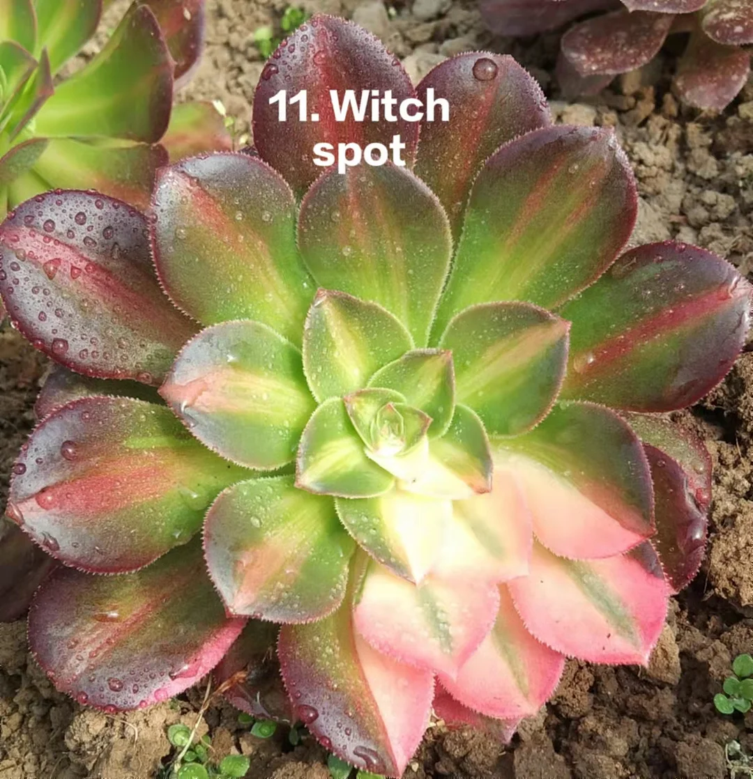 11-1. Pink witch middle spot painted role single head 6-8cm  / Aeonium cutting / Succulent plants / Garden landscape / Carefully select healthy plants