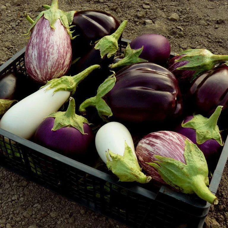 🍆 Nubia Eggplant Vegetable Seeds-Striped eggplant