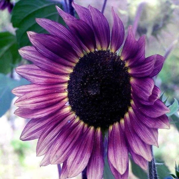 100 Seeds Rare Color Purple Sunflower