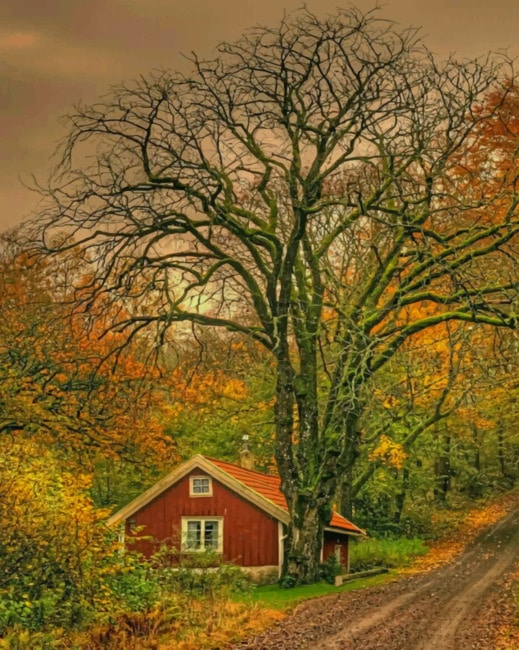 

House In Forest – Paint By Numbers - 40*50CM, 501 Original