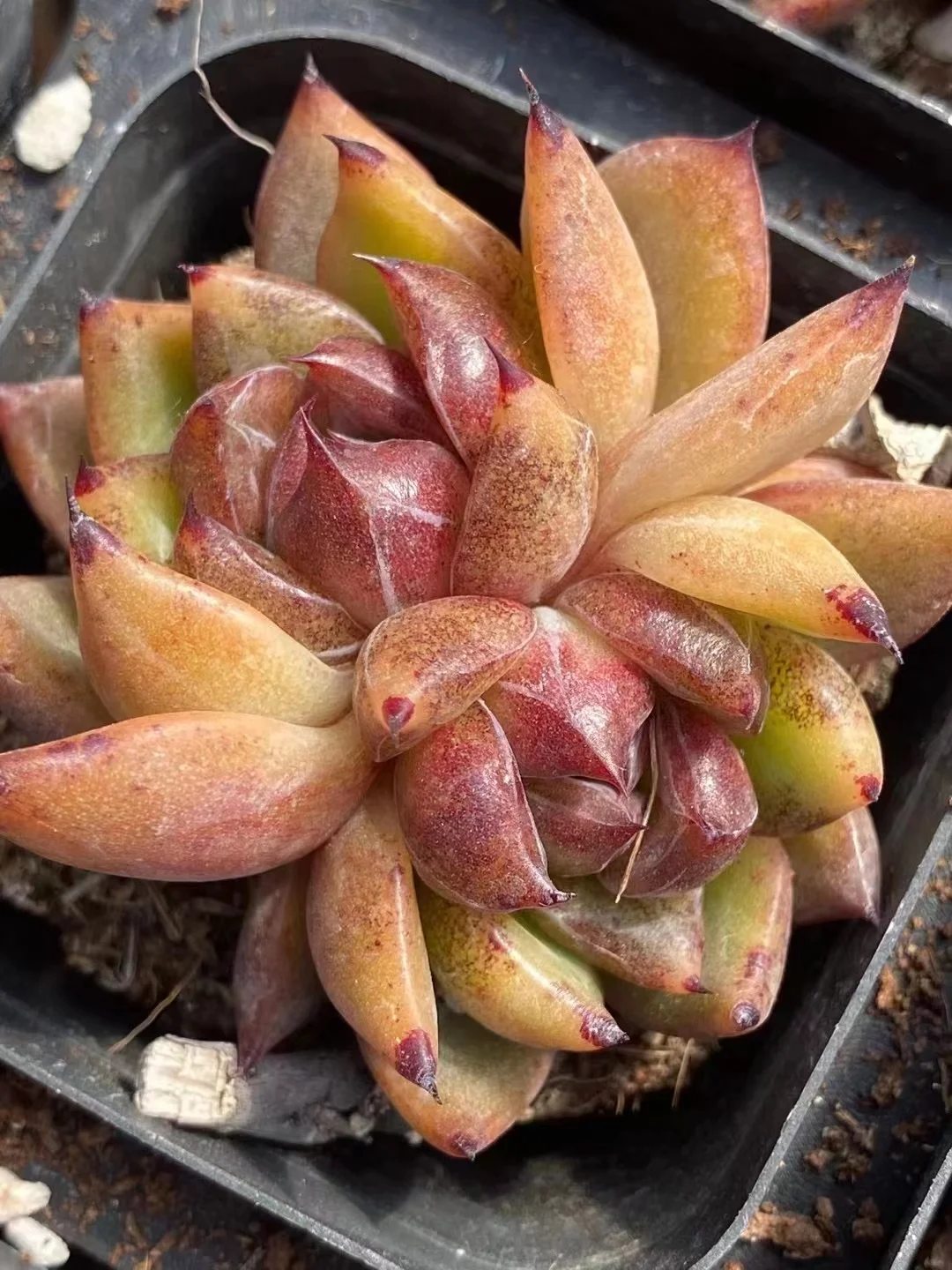 plant Aeonium Echeveria Haworthia  Caudex  Lithops Cactus  Agave 