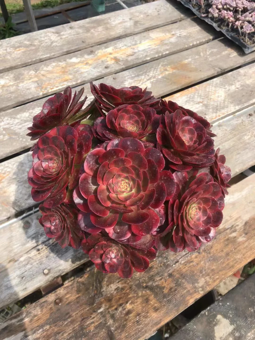 418. Fire fox /Lin lang cluster  15-18cm 8 heads  / Aeonium cluster/ Aeonium plants / Garden landscape / Carefully select healthy plants