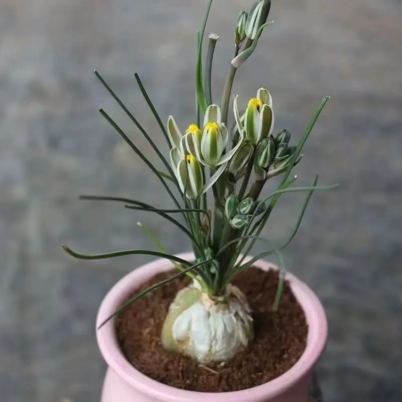 plant Aeonium Echeveria Haworthia  Caudex  Lithops Cactus  Agave 