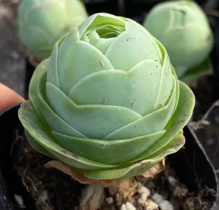 plant Aeonium Echeveria Haworthia  Caudex  Lithops Cactus  Agave 