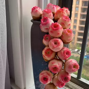 Pink Mountain Rose -Succulent
