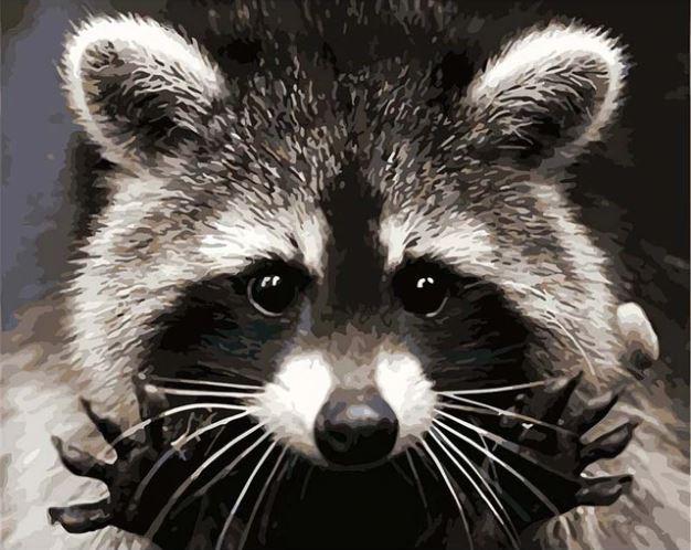 

Raccoons of Costa Rica – Paint By Numbers - 40*50CM, 501 Original
