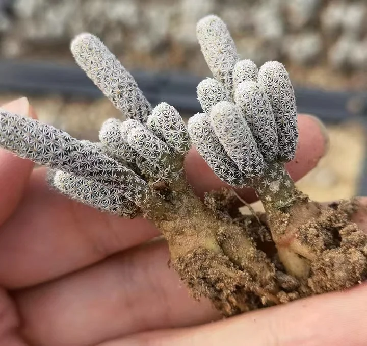 plant Aeonium Echeveria Haworthia  Caudex  Lithops Cactus  Agave 