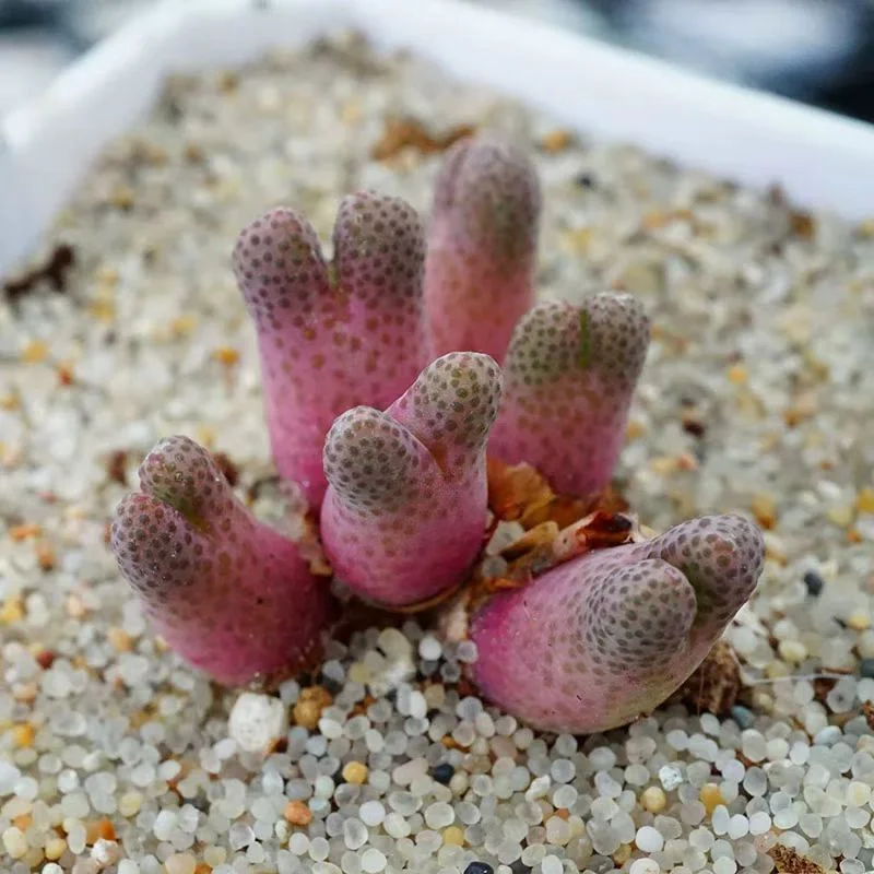 837. marginatum ssp haramoepense ARM 955d  3-5 heads cluster / Lithops and Conophytum  /  Succulent plants / Garden landscape / Carefully select healthy plants