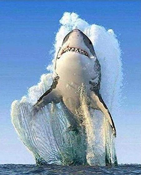 

Great Shark – Paint By Numbers - 40*50CM, 501 Original