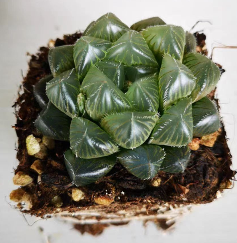 plant Aeonium Echeveria Haworthia  Caudex  Lithops Cactus  Agave 