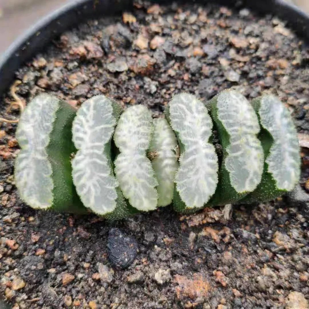 cy29.Haworthia Truncata Kirin 4-5cm/ Haworthia/ Succulent plants / Garden landscape / Carefully select healthy plants