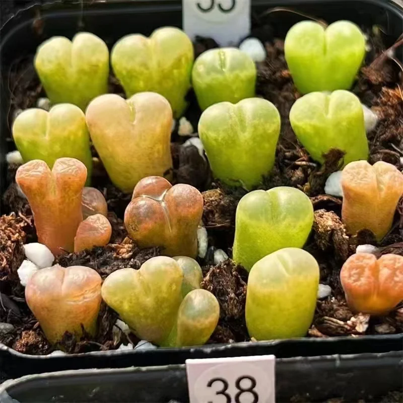 plant Aeonium Echeveria Haworthia  Caudex  Lithops Cactus  Agave 