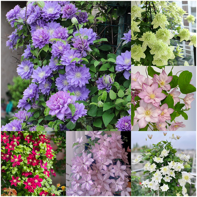 🌸Queen of Vines - Clematis