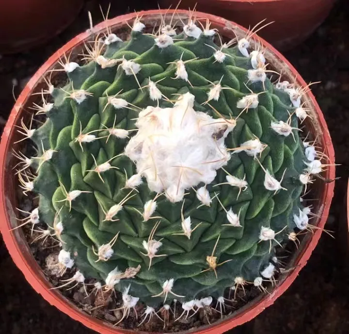 plant Aeonium Echeveria Haworthia  Caudex  Lithops Cactus  Agave 