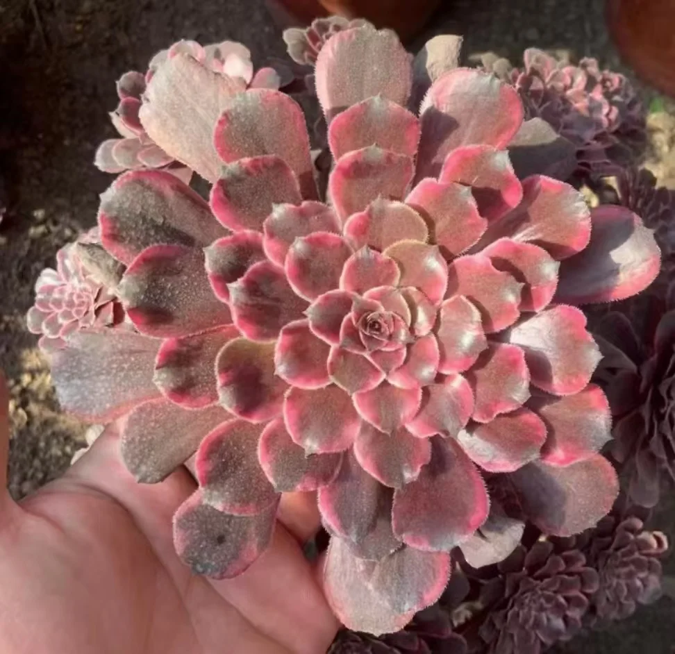 plant Aeonium Echeveria Haworthia  Caudex  Lithops Cactus  Agave 