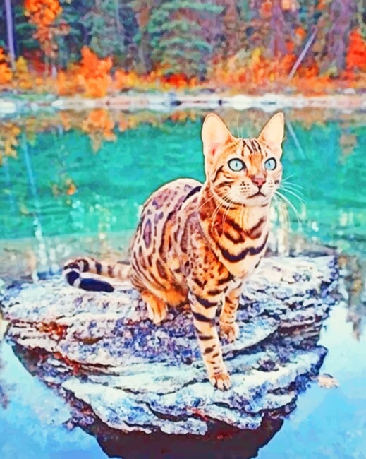 

Bengal Cat On Lake Rock – Paint By Numbers - 40*50CM, 501 Original