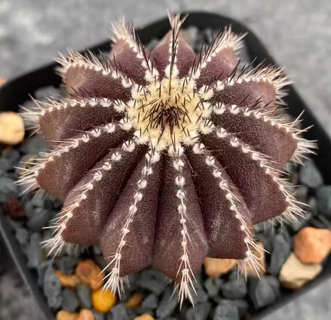 plant Aeonium Echeveria Haworthia  Caudex  Lithops Cactus  Agave 