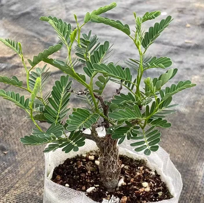 plant Aeonium Echeveria Haworthia  Caudex  Lithops Cactus  Agave 